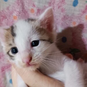 واگذاری بچه گربه