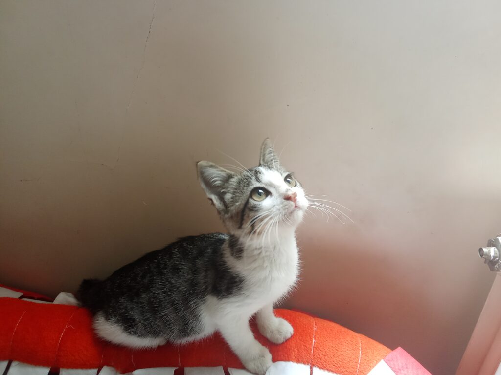 واگذاری بچه گربه ماده