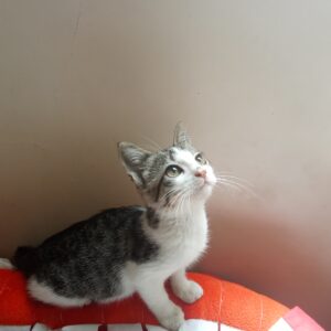 واگذاری بچه گربه ماده