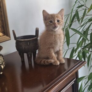 واگذاری بچه گربه کمتر از ۲ ماه