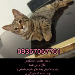 گربه ماده ۴ ماه