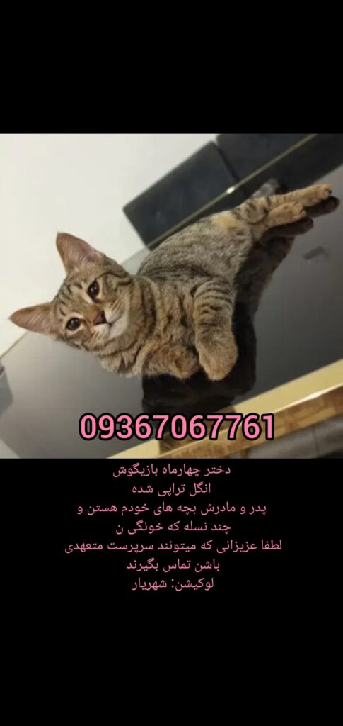 گربه ماده ۴ ماه