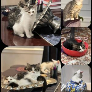 واگذاری فوری درآستانه رهاسازی