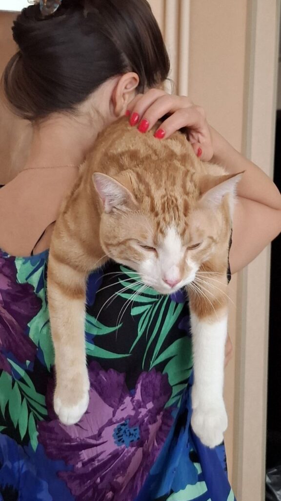 واگذاری گربه نارنجی 🥺