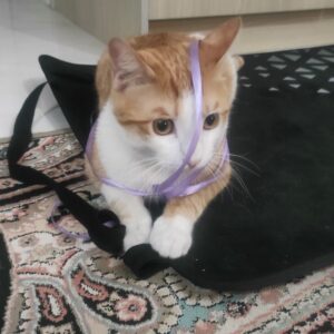 واگذاری گربه ملوس