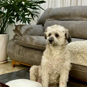 واگذاری سگ ماده شیتزو تریر پا بلند