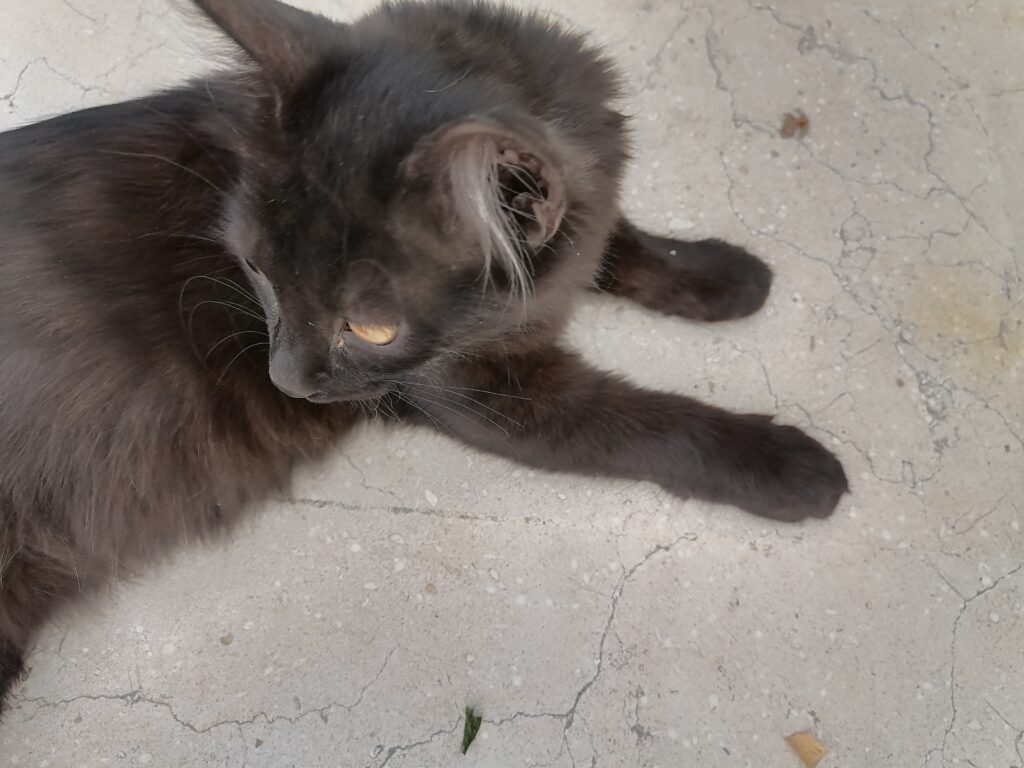 گربه 4 ماهه مشکی