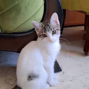 نی نی دو ماهه
