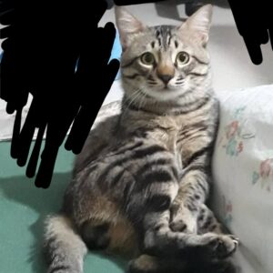 گربه dshگمشده