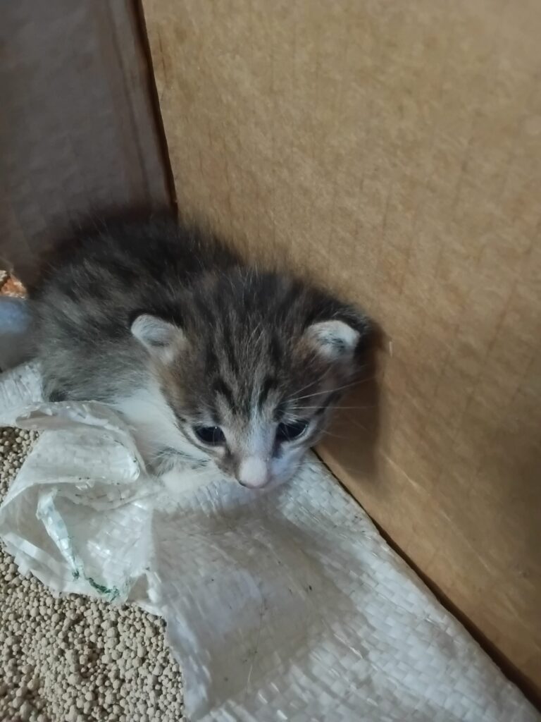 بچه گربه ۱۰ روزه