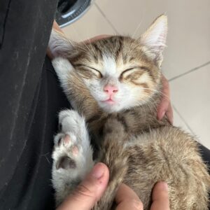 واگذاری بچه گربه