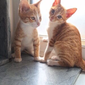 گربه ماده 3 ماهه