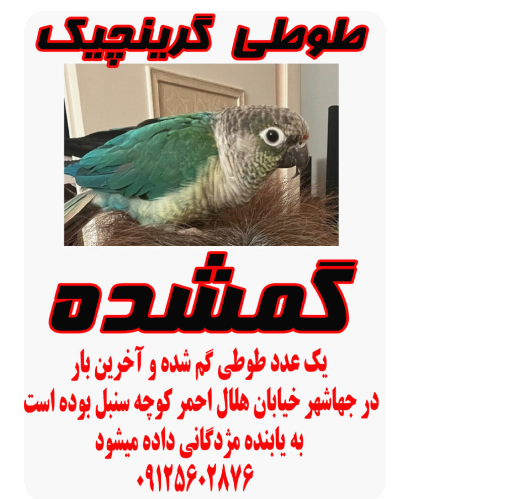طوطی گمشده