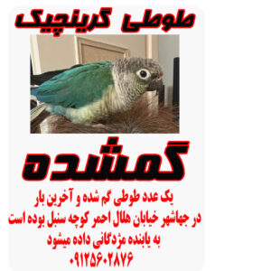 طوطی گمشده