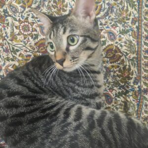 واگذاری رایگان گربه