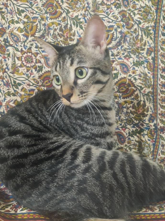 واگذاری رایگان گربه