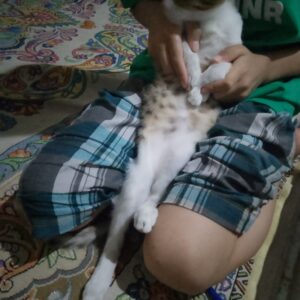 بچه گربه سه ماهه ناز