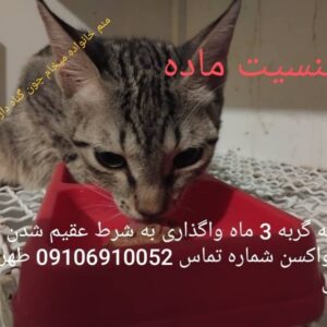 واگذاری بچه گربه