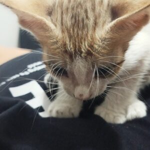 بچه گربه دختر ۷ هفته ای