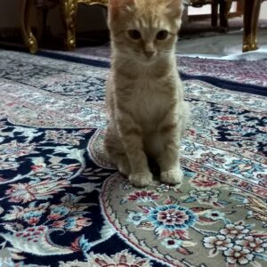 یه پسر کوچولوی نارنجی