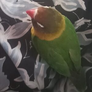 طوطی برزیلی گمشده