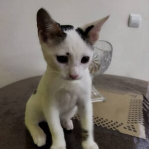 پسر کوچولوی مهربون