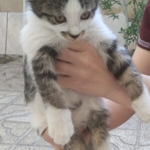 واگذاری گربه
