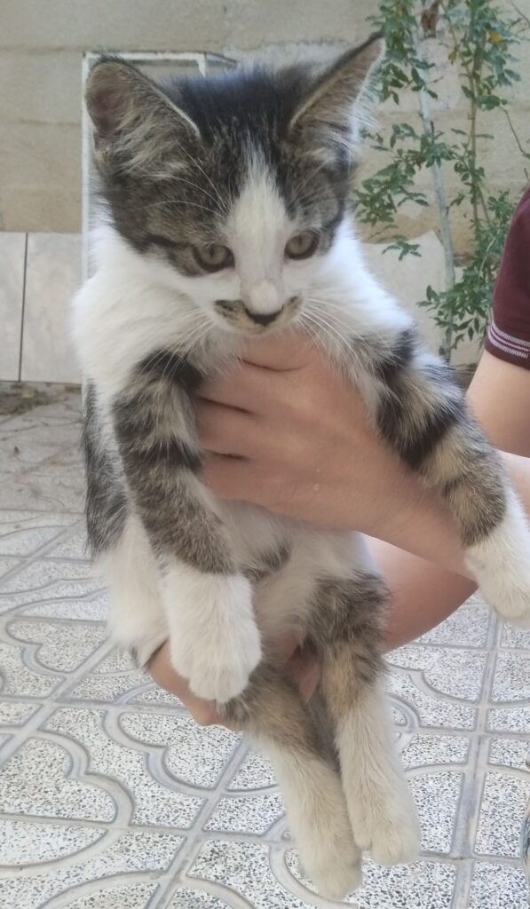 واگذاری گربه