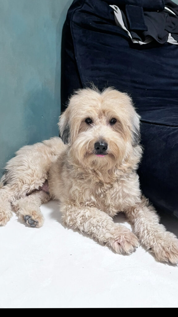 سگ رهاشده در دوران جنگ