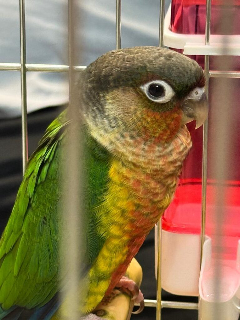 طوطی گیرینچیک