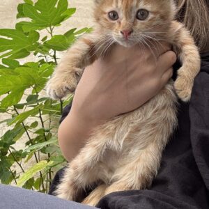 واگذاری گربه نارنجی
