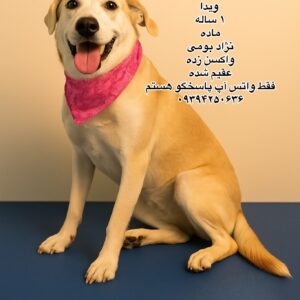 دختر یک ساله بومی (ویدا)
