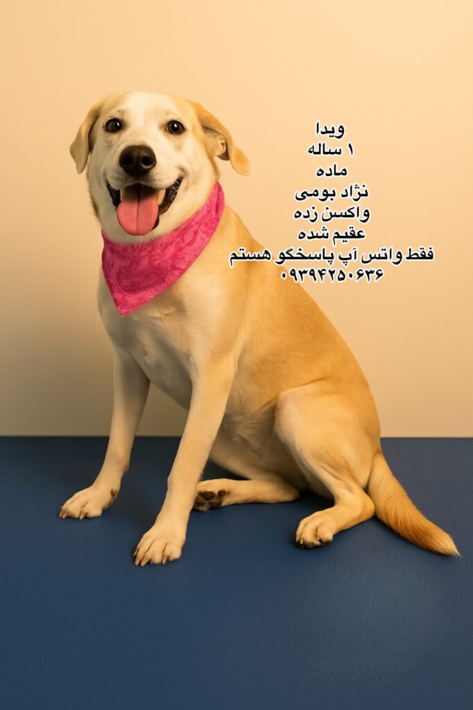 دختر یک ساله بومی (ویدا)