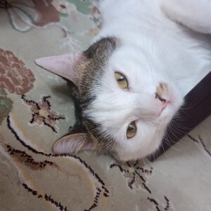 دوتا گربه نر و ماده