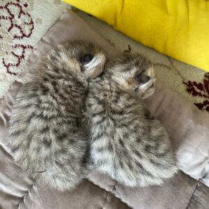 واگذاری بچه گربه