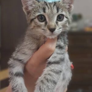 واگذاری بچه گربه