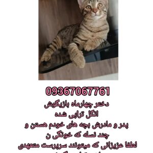 گربه ۴ ماهه ماده