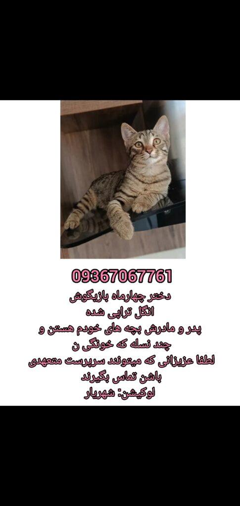 گربه ۴ ماهه ماده