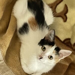 واگذاری بچه گربه خوشگل