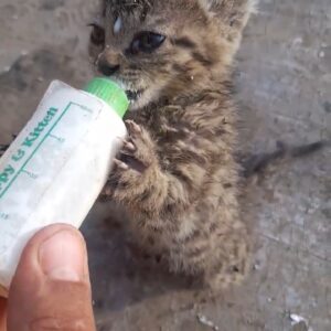 واگذاری گربه DSH