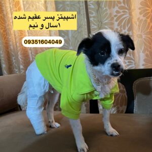 نجات داده شده از دست حیوان آزار(اشپیتز،عقیم شده،۶کیلو)
