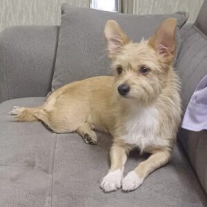 سگ گمشده دزدیده شده