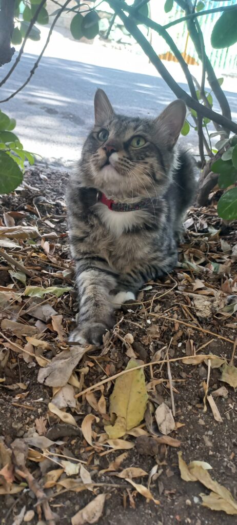 گربه پیدا شده