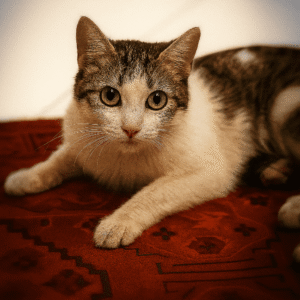 گربه دستی و مهربون دنبال خونه امن