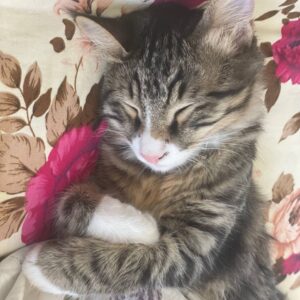 واگذاری گربه Dsh خوشگل