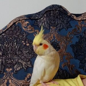 عروس هلندی گمشده