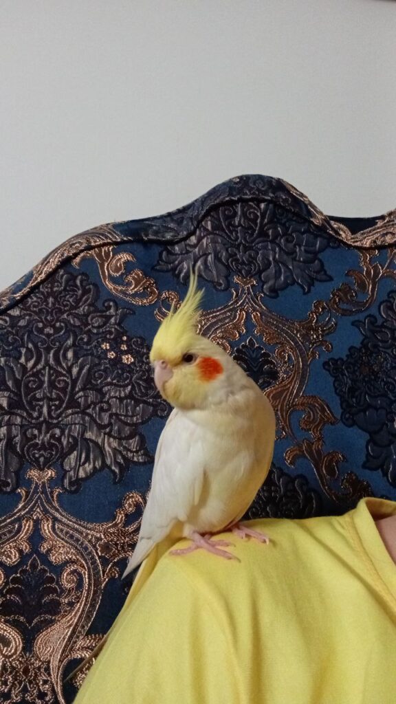 عروس هلندی گمشده