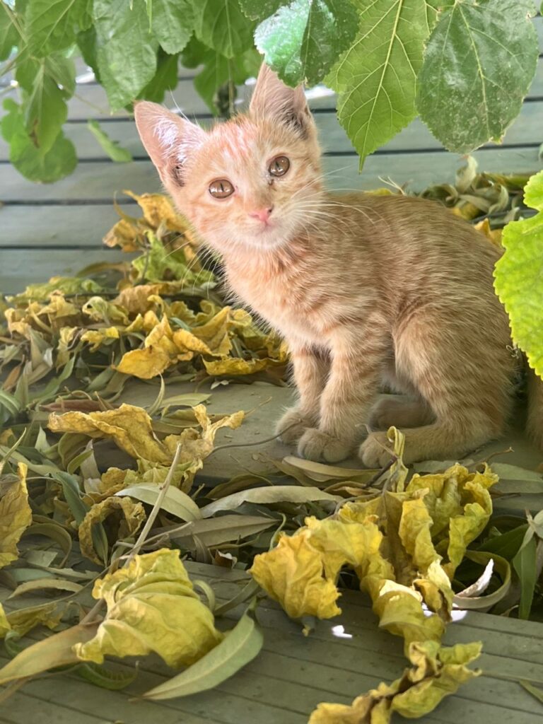 نارنجی قشنگ