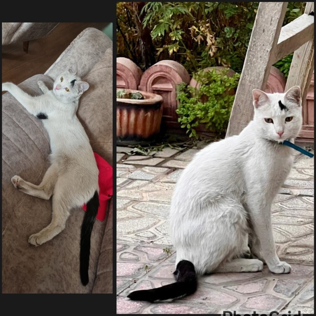 گمشده