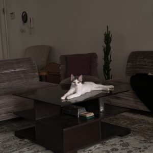 گربه ماده شیطون